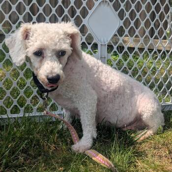 Plum Precious -  Bichon Frise Dog for Adoption in Cincinnati, Ohio - Plum Precious | PetCurious