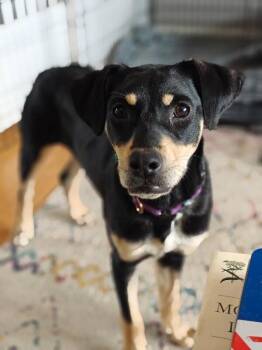 Chihuahua and Beagle Dogs Available for Adoption in Friendswood, Texas -  Idaho Potato | PetCurious