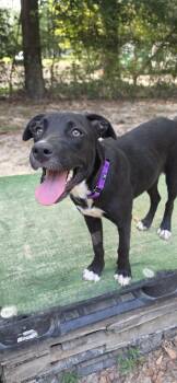 Sadie (Coming Soon) -  Hound Dog for Adoption in Bonifay, Florida - Sadie (Coming Soon) | PetCurious