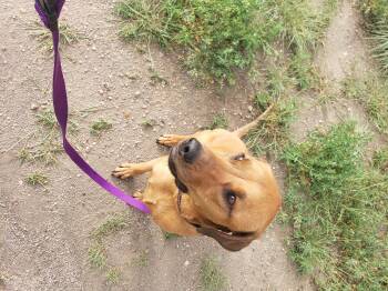 Rescue Rhodesian Ridgeback Dogs for Adoption in Colorado Springs, Colorado - Lucy | PetCurious