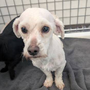 Poodle Dogs Available for Adoption - OLLIE | PetCurious