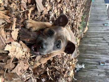 American Staffordshire Terrier and French Bulldog Dogs Available for Adoption - Cactus | PetCurious