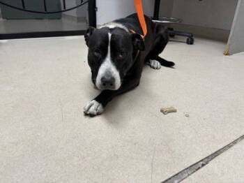 Rescue Border Collie Dogs for Adoption in Oakland, California - Ginkgo | PetCurious