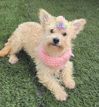 Rescue Miniature Poodle and West Highland White Terrier Westie Dogs for Adoption in Fallbrook, California - Alondra | PetCurious