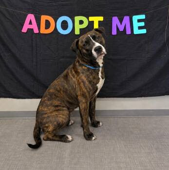Terrier Dogs Available for Adoption in Sidney, Ohio - Miss Hattie Yrly 158 | PetCurious