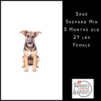 Sage -  Shepherd Dog for Adoption - Sage | PetCurious