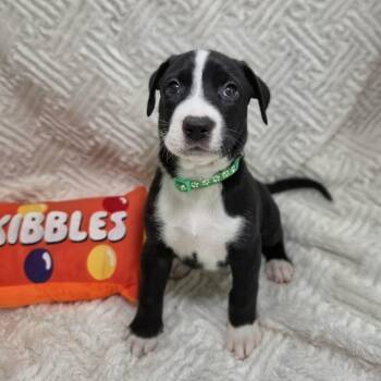 Koko -  Labrador Retriever Dog for Adoption in Cleveland, Texas - Koko | PetCurious