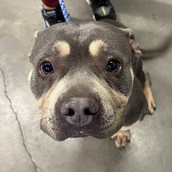 Terrier Dogs Available for Adoption - Snickers | PetCurious