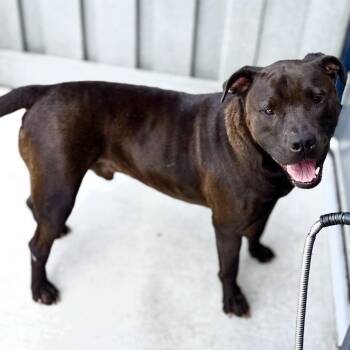 Rex -  Mixed Breed Dog for Adoption in Matteson, Illinois - Rex | PetCurious