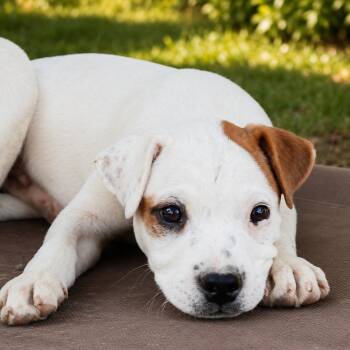 Cosmo -  American Bulldog Dog for Adoption in Susanville, California - Cosmo | PetCurious