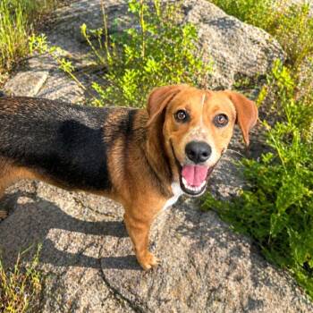 Beagle and Cattle Dog Dogs Available for Adoption in Boerne, Texas - Lauren | PetCurious