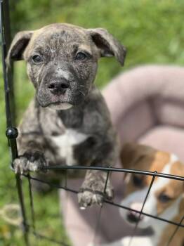 Black Mouth Cur and Mastiff Dogs Available for Adoption in Clinton, Wisconsin - Archie | PetCurious