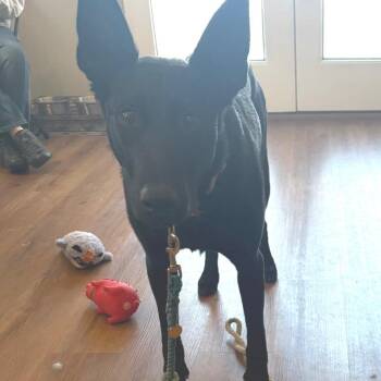 Belgian Shepherd Malinois Dogs Available for Adoption - Qbert | PetCurious