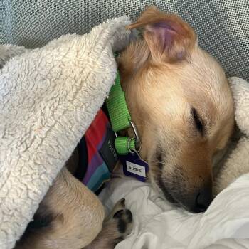 Susie -  Terrier and Mixed Breed Dog for Adoption in San Francisco, California - Susie | PetCurious