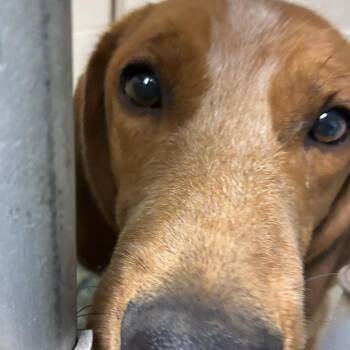 Guy Sal -  Redbone Coonhound Dog for Adoption in Harrisonburg, Virginia - Guy Sal | PetCurious