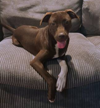 Rescue Mixed Breed Dogs for Adoption in San Antonio, Texas - Tru | PetCurious