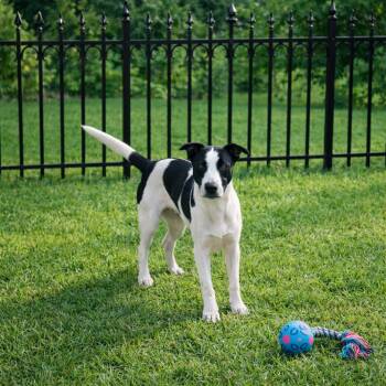 Border Collie and Terrier Dogs Available for Adoption in Seguin, Texas - Kane | PetCurious