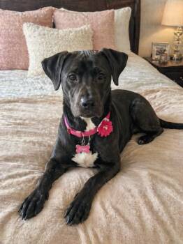 Black Labrador Retriever Dogs Available for Adoption in Crosby, Texas - Cleo | PetCurious