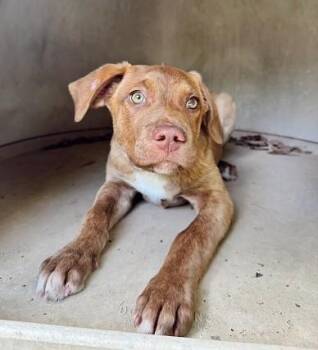 Sand Dollar -  Mixed Breed Dog Available for Adoption in Rossville, Tennessee - Sand Dollar | PetCurious