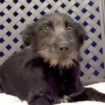 Pepsi -  Cairn Terrier Dog for Adoption in Fort Davis, Texas - Pepsi | PetCurious