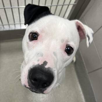 American Staffordshire Terrier and Mixed Breed Dogs Available for Adoption in Nashville, Tennessee - Samsung | PetCurious