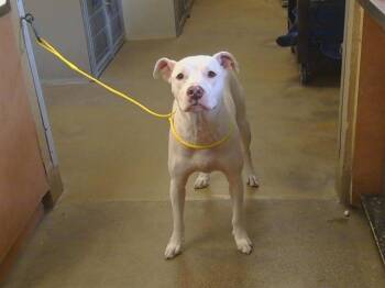 Pit Bull Terrier Dogs Available for Adoption in Sacramento, California - MATHEO | PetCurious