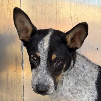 107326 -  Mixed Breed Dog for Adoption in Las Cruces, New Mexico - 107326 | PetCurious