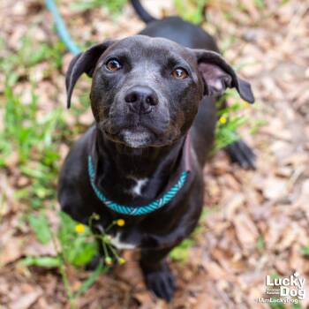Dachshund and Labrador Retriever Dogs Available for Adoption in Washington, District Of Columbia - Leopold | PetCurious
