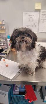 Rigby -  Shih Tzu and Mixed Breed Dog for Adoption in West Chester, Pennsylvania - Rigby | PetCurious