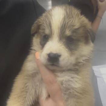 Jazz -  Mixed Breed Dog for Adoption in Midland, Texas - Jazz | PetCurious