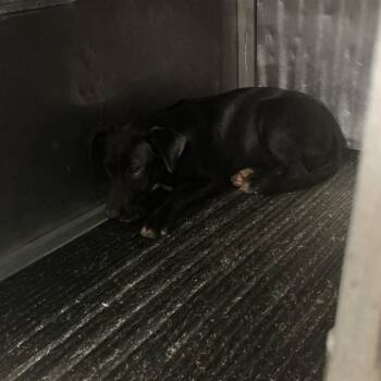 Goalie -  Mixed Breed Dog for Adoption in Saint Joseph, Missouri - Goalie | PetCurious