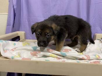 German Shepherd Dog and Mixed Breed Dogs Available for Adoption in Modesto, California - A609140 | PetCurious