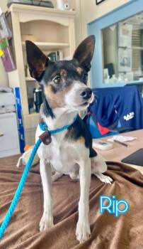 Miniature Pinscher Dogs Available for Adoption - Rip | PetCurious