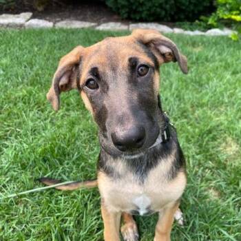 Butterfinger -  Labrador Retriever and German Shepherd Dog Dog for Adoption in Dayton, Ohio - Butterfinger | PetCurious