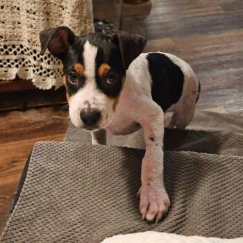 Moo -  Chihuahua Dog for Adoption in Houston, Texas - Moo | PetCurious