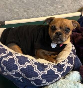 Pug and Parson Russell Terrier Dogs Available for Adoption - Gracie | PetCurious