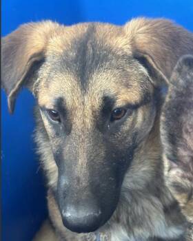 Mixed Breed Dogs Available for Adoption - HAZEL | PetCurious