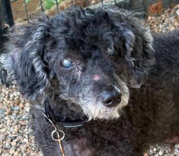 Boone -  Poodle Dog for Adoption in Bloomington, Illinois - Boone | PetCurious