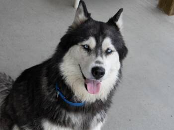 Riviera (BONDED with Laredo) -  Husky and Alaskan Malamute Dog for Adoption in Republic, Washington - Riviera (BONDED With Laredo) | PetCurious