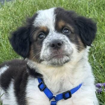 Summit -  Australian Shepherd and Australian Cattle Dog Blue Heeler Dog for Adoption in Grayslake, Illinois - Summit | PetCurious