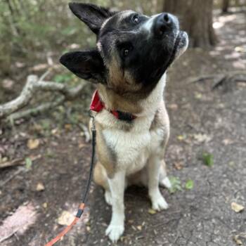 Rasha -  Akita Dog for Adoption in Dallas, Texas - Rasha | PetCurious