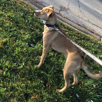Chase - Home to Home -  Pug and Mixed Breed Dog for Adoption in South Elgin, Illinois - Chase - Home To Home | PetCurious