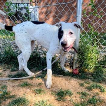 Pit Bull Terrier and Mixed Breed Dogs Available for Adoption in Lyndhurst, Virginia - Lani | PetCurious