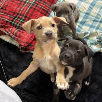 Pit Bull Terrier and Mixed Breed Dogs Available for Adoption in Flagstaff, Arizona - Peter | PetCurious