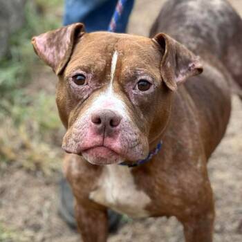 Rescue Mixed Breed Dogs for Adoption in Huntington, West Virginia - Petunia | PetCurious