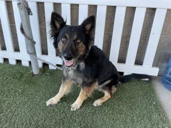Rescue German Shepherd Dog and Mixed Breed Dogs for Adoption in Modesto, California - A603173 | PetCurious