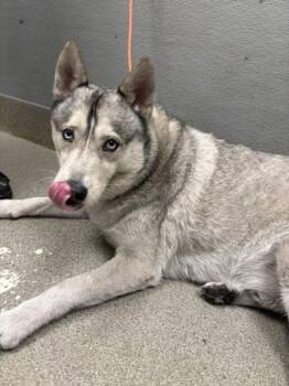 Siberian Husky Dogs Available for Adoption in Las Vegas, Nevada - CASH | PetCurious