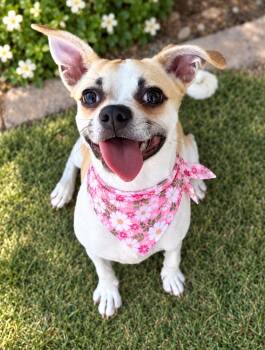 Lilly -  Pug and Jack Russell Terrier Dog for Adoption in Phoenix, Arizona - Lilly | PetCurious