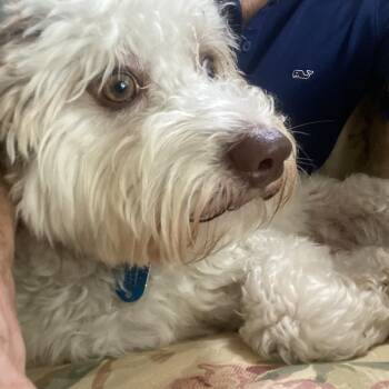 Jack -  Havanese Dog for Adoption in Blytheville, Arkansas - Jack | PetCurious