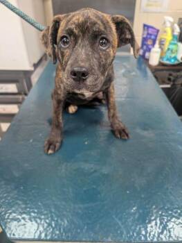 Journey -  Labrador Retriever Dog for Adoption in Mobile, Alabama - Journey | PetCurious